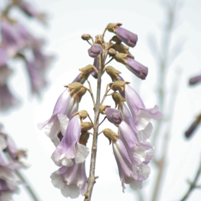 Paulownia fortunei 'Fast Blue'