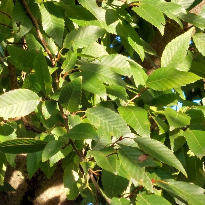 Carpinus turczaninowii