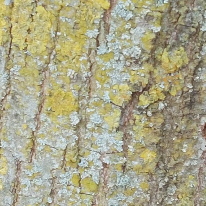 Carpinus turczaninowii
