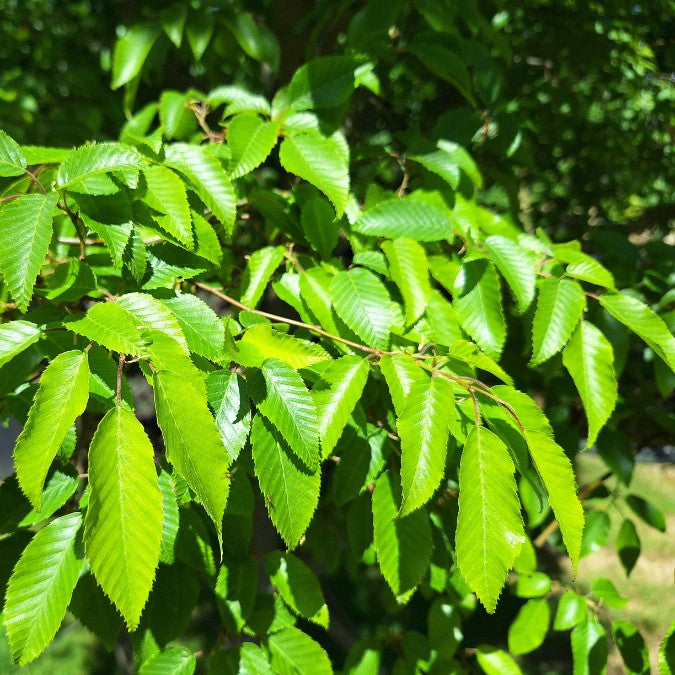 Carpinus turczaninowii