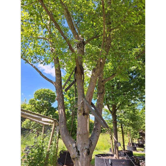 Carpinus turczaninowii