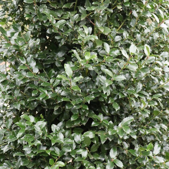 Ilex x meserveae 'Blue Maid' (Hedging)
