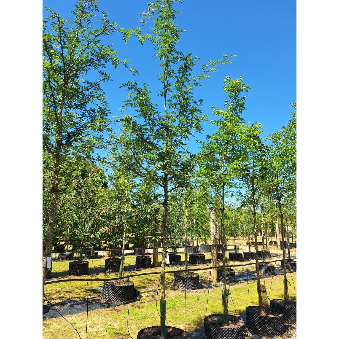 Zanthoxylum simulans