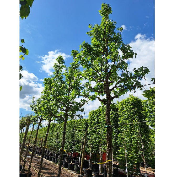 Liquidambar styr. 'Kuijk Garden Select'