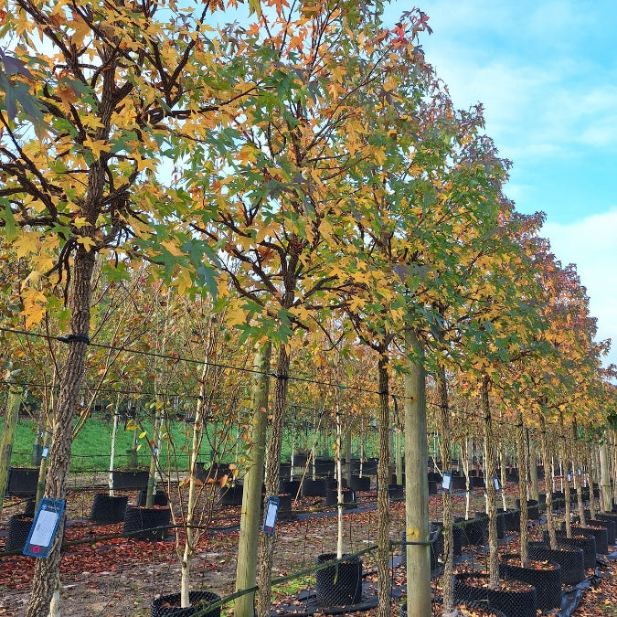 Liquidambar styr. 'Kuijk Garden Select'