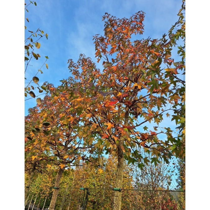 Liquidambar styr. 'Kuijk Garden Select'