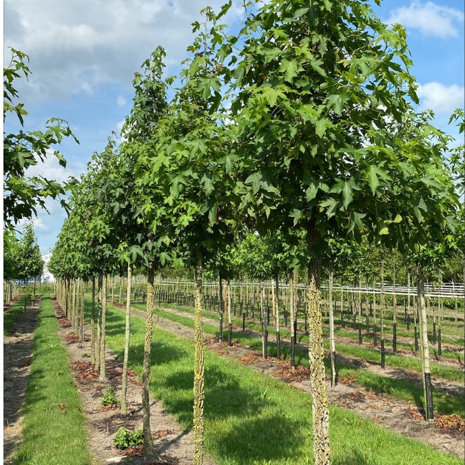 Liquidambar styr. 'Kuijk Garden Select'