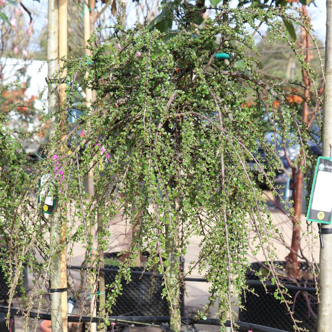 Cotoneaster apiculatus 'Blackburn'