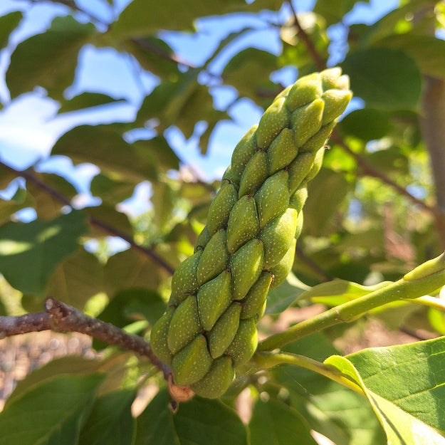 Magnolia 'Big Dude'