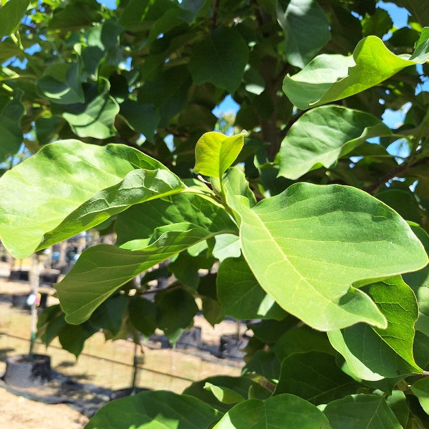 Magnolia 'Big Dude'