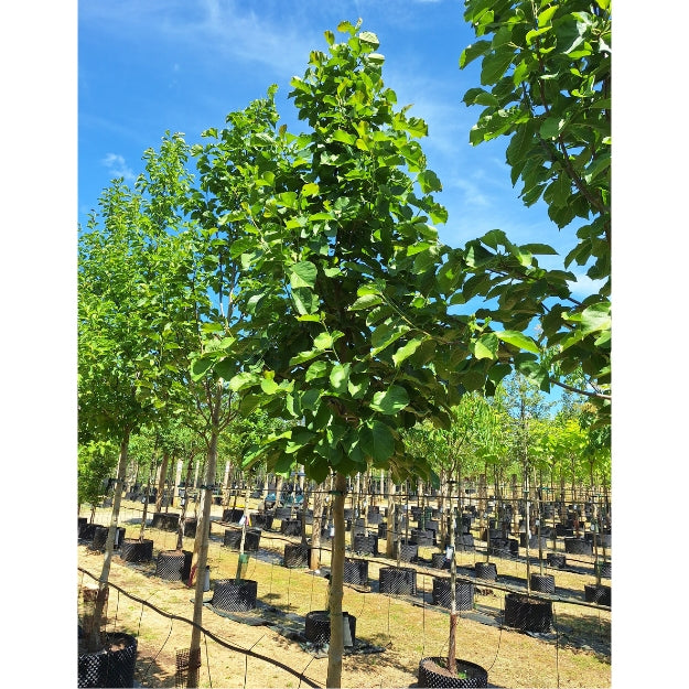 Magnolia 'Big Dude'