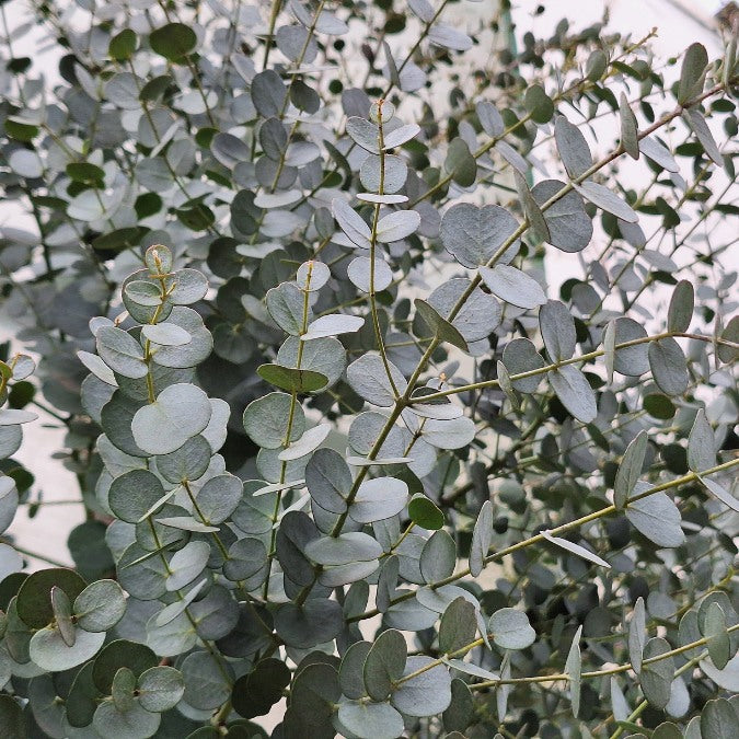 Eucalyptus gunnii 'Azura'