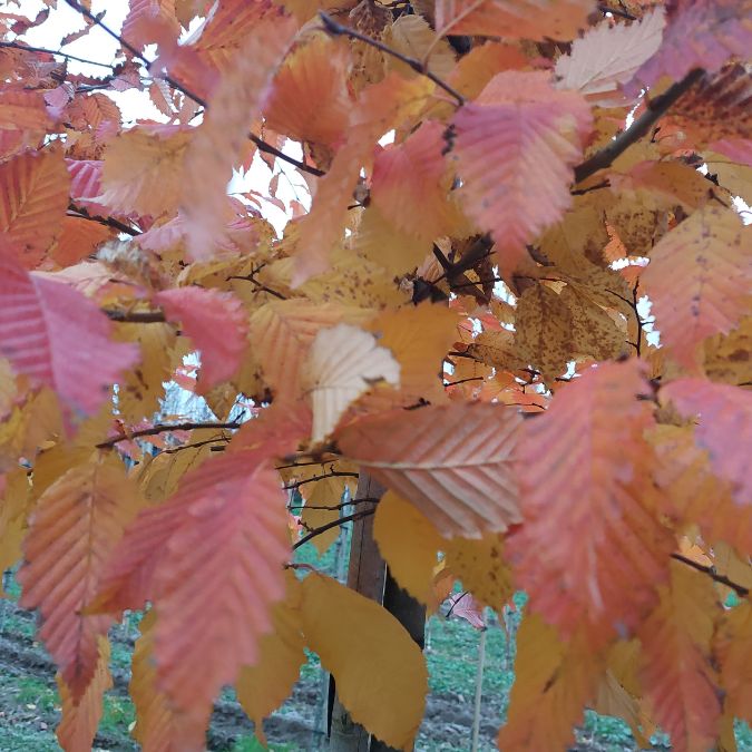 Carpinus betulus 'Rockhampton Red'