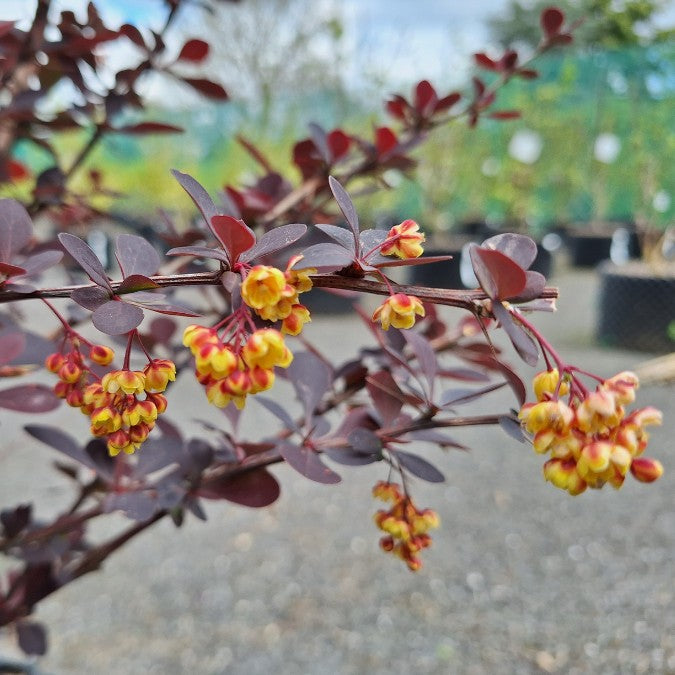 Berberis x ottawensis 'Superba'