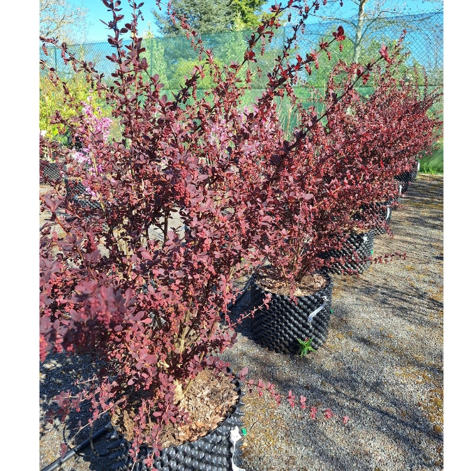 Berberis x ottawensis 'Superba'