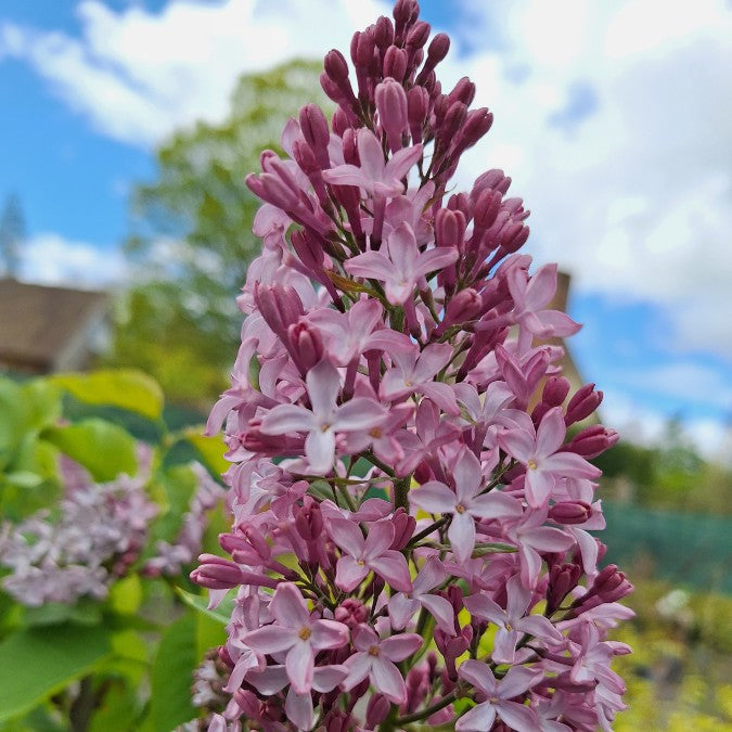 Syringa vulgaris 'Princesse Sturdza'