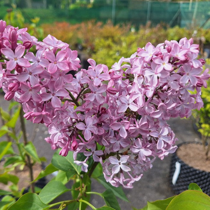 Syringa vulgaris 'Princesse Sturdza'