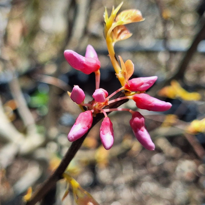 Cercis canadensis 'The Rising Sun'