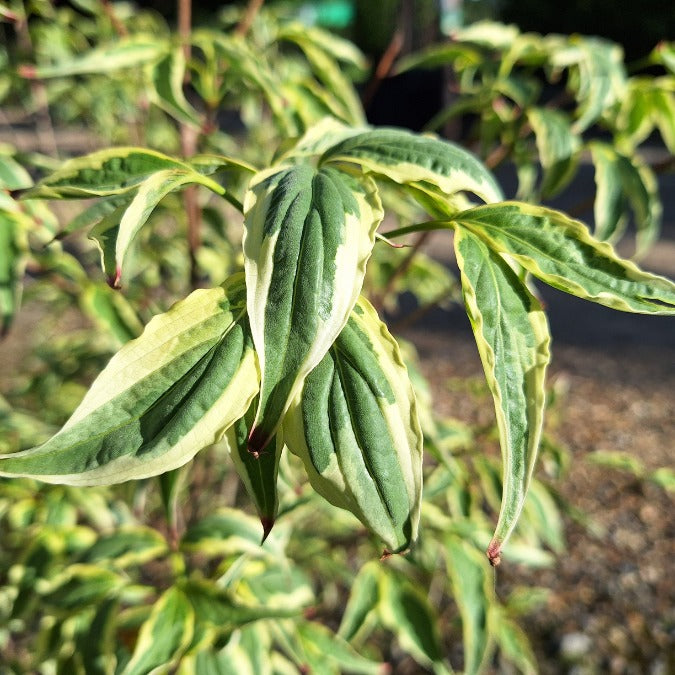 Cornus kousa 'Wolf Eyes'