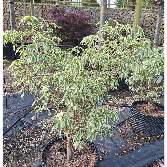 Cornus kousa 'Wolf Eyes'