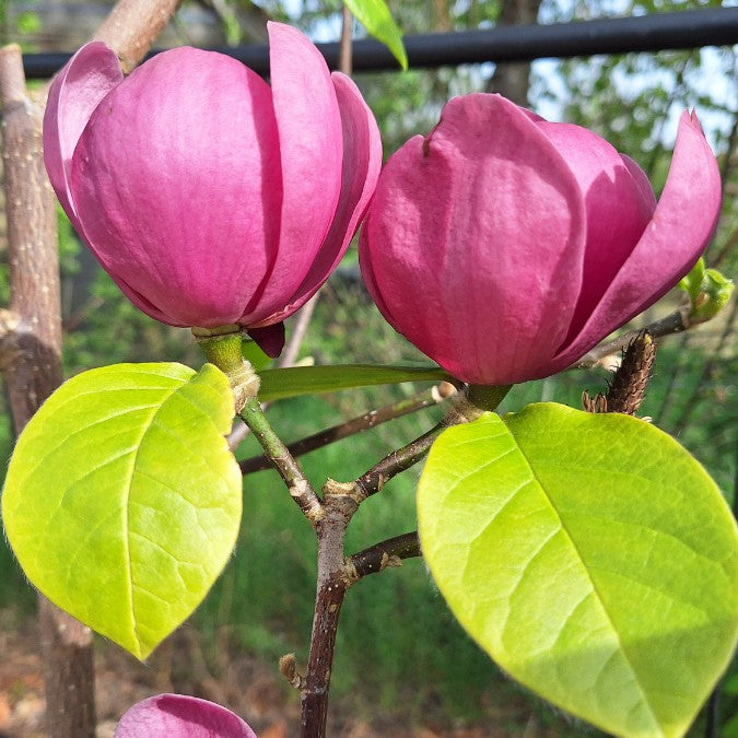 Magnolia 'Brixton Belle'