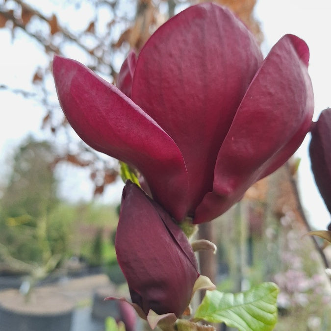 Magnolia 'Brixton Belle'