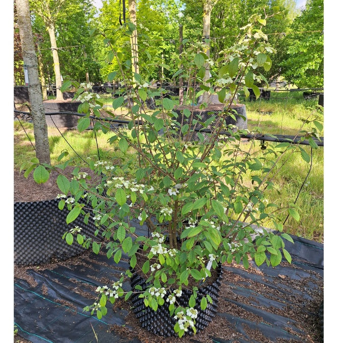 Viburnum plicatum 'Pink Beauty'