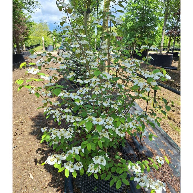 Viburnum plicatum 'Pink Beauty'