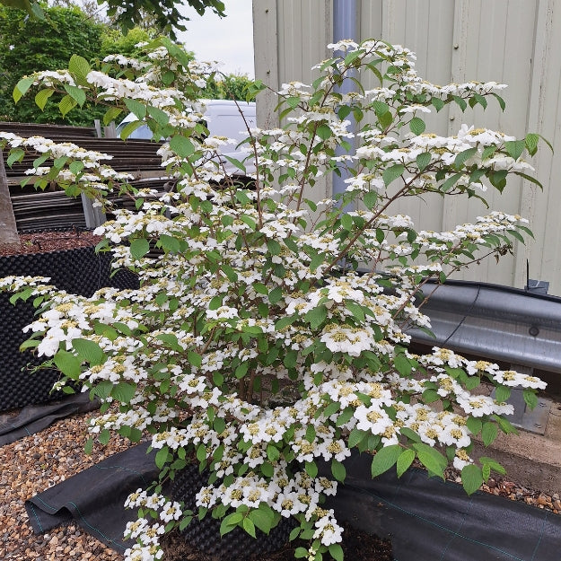 Viburnum plicatum 'Pink Beauty'