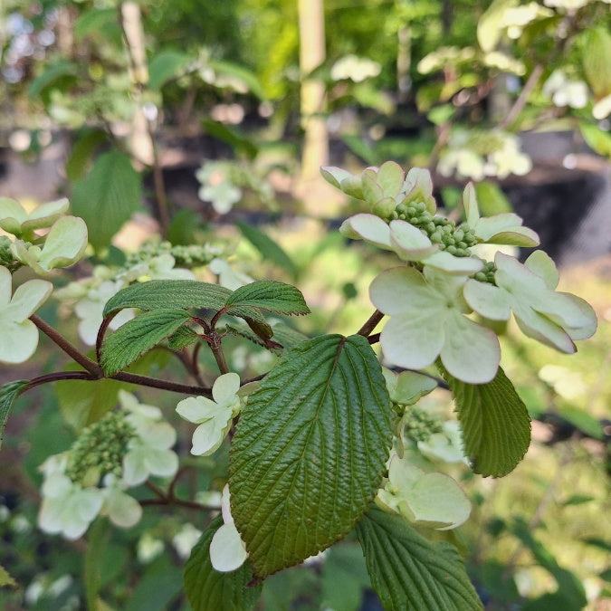 Viburnum plicatum 'Pink Beauty'