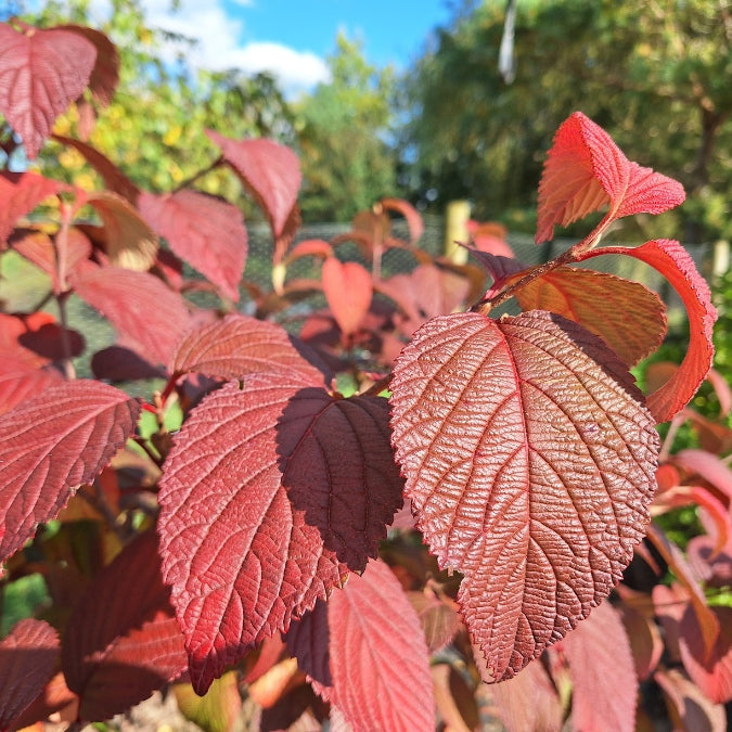 Viburnum plicatum 'Grandiflorum'