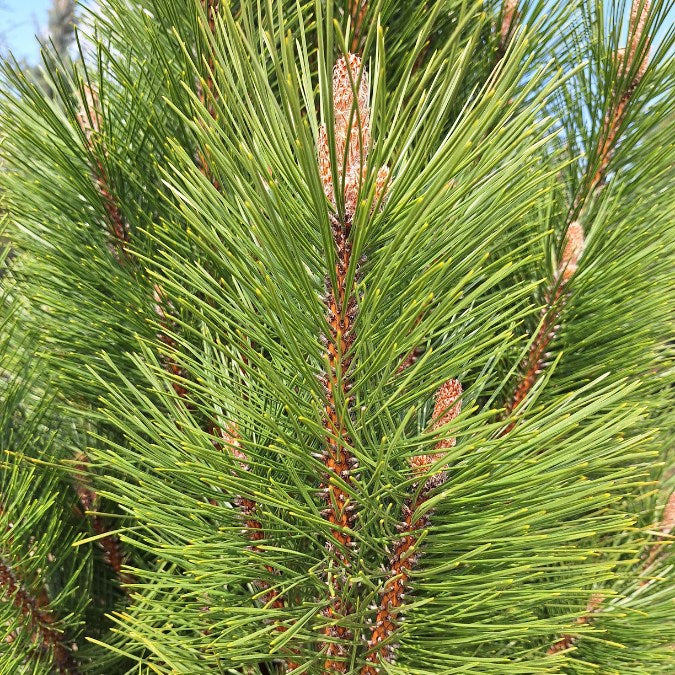 Pinus nigra 'Pyramidalis'