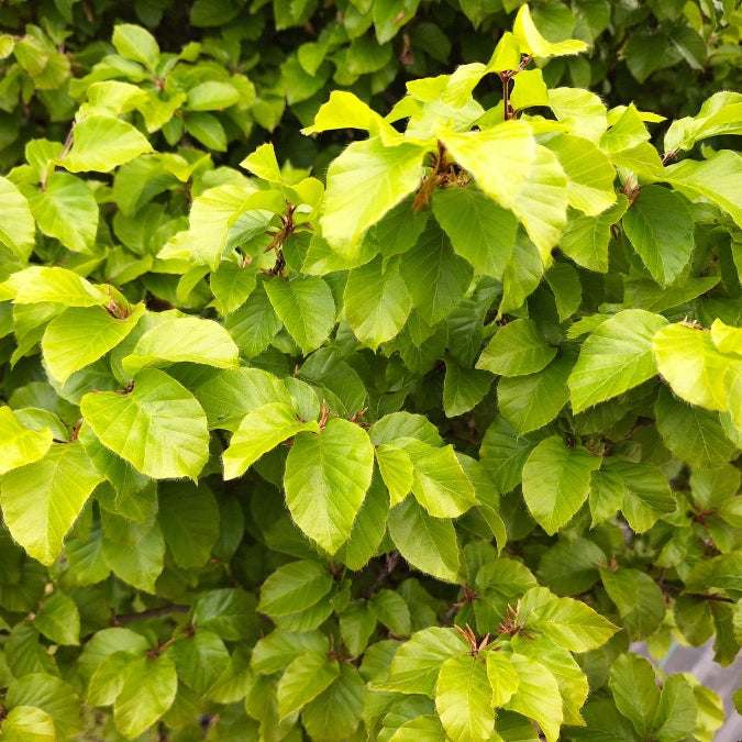 Fagus sylvatica 'Asterix'