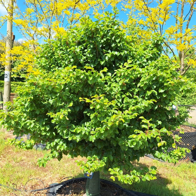 Fagus sylvatica 'Asterix'
