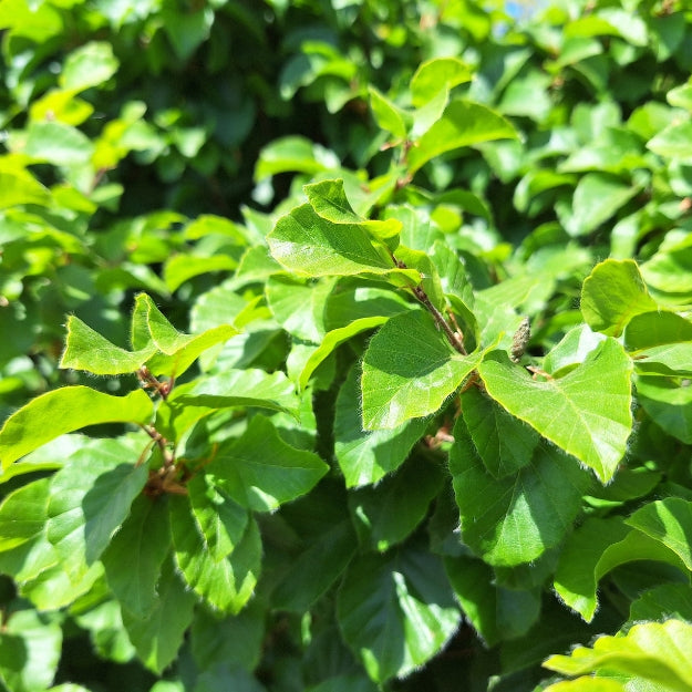Fagus sylvatica 'Asterix'