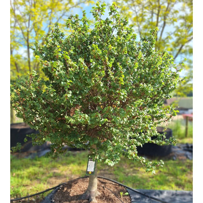 Fagus sylvatica 'Asterix'