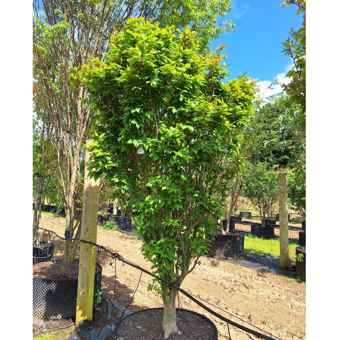 Zelkova serrata 'Goblin'