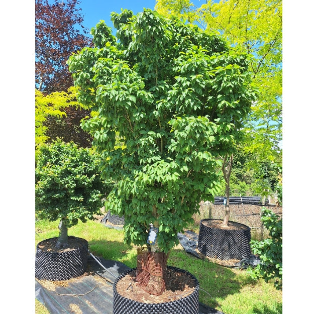 Zelkova serrata 'Goblin'