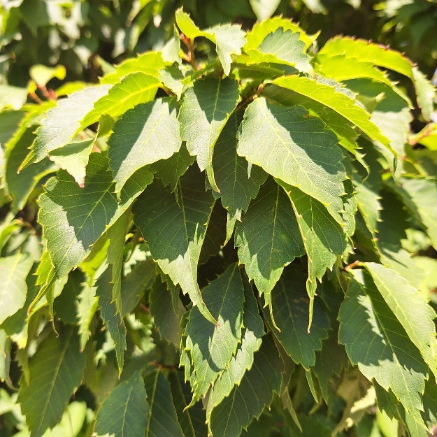 Zelkova serrata 'Goblin'