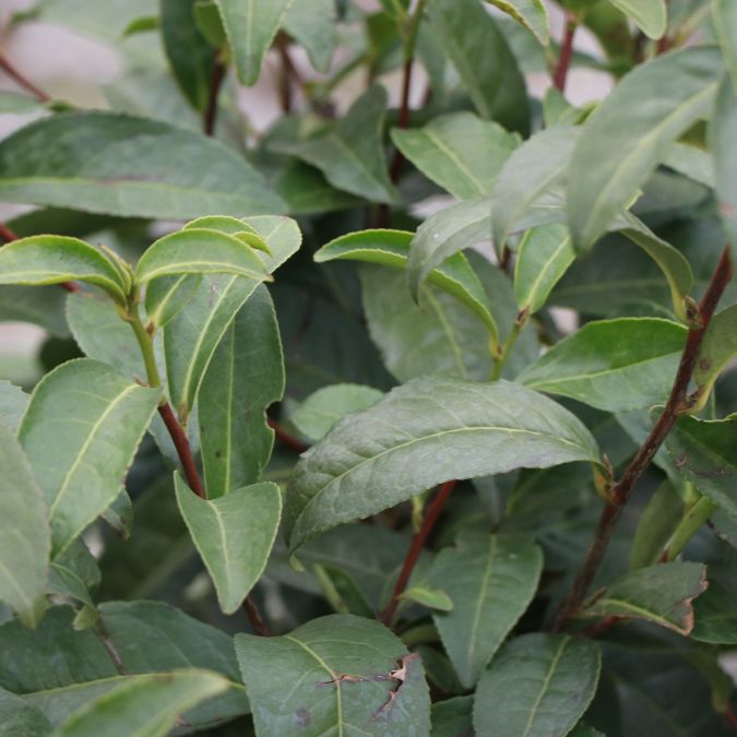 Camellia sinensis