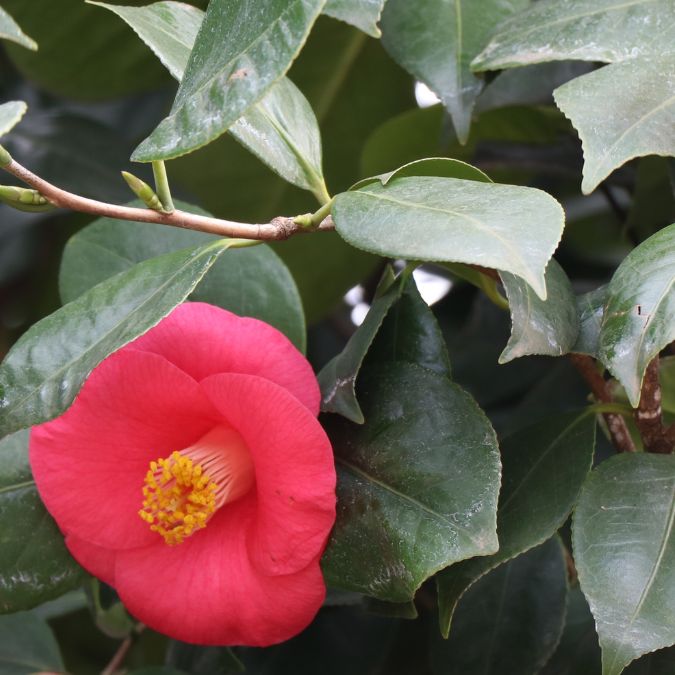 Camellia japonica 'Dr King'