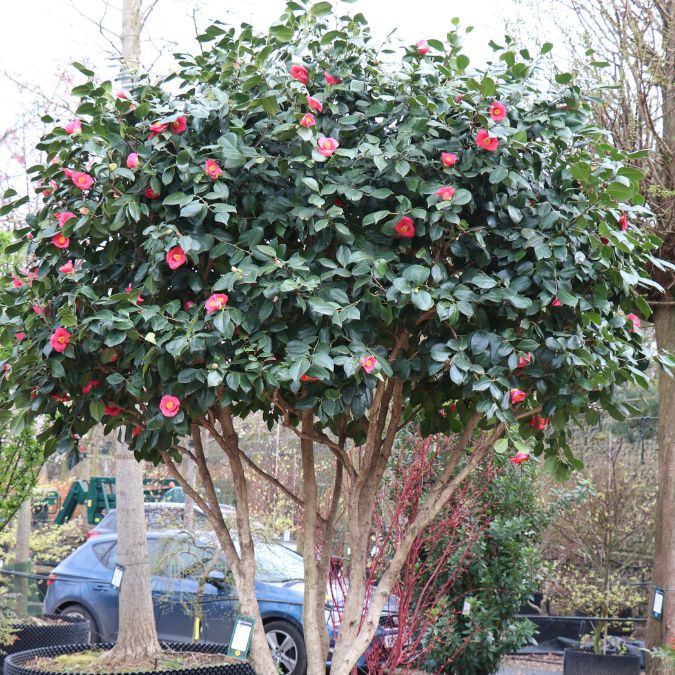 Camellia japonica 'Dr King'