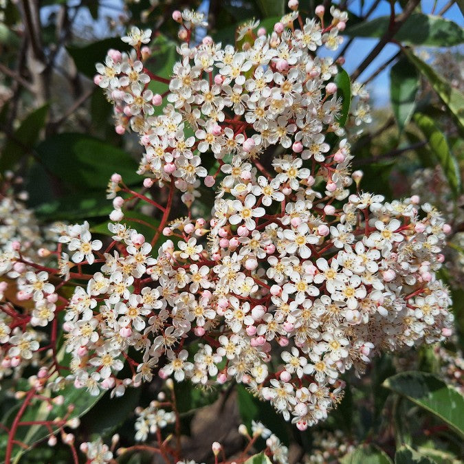 Photinia x fraseri 'Pink Marble'
