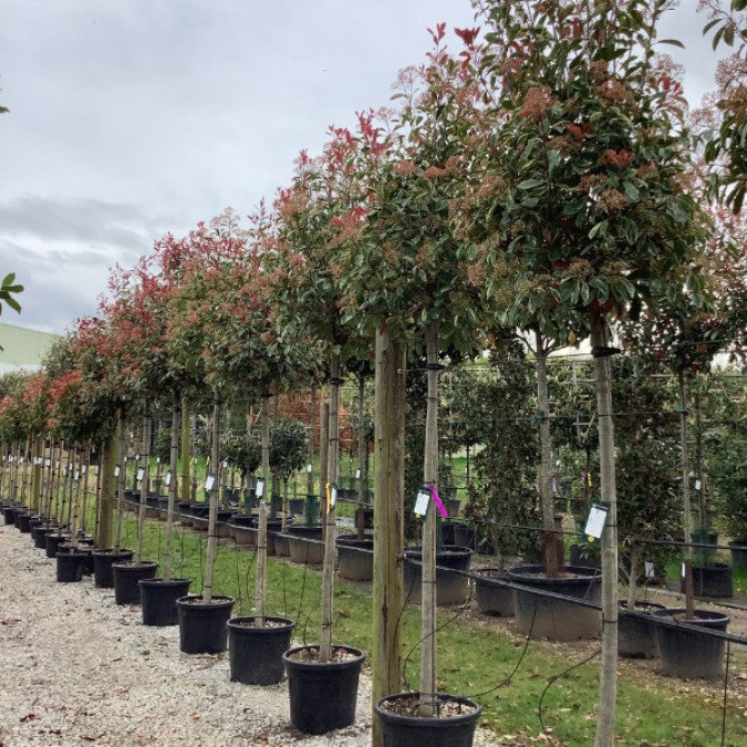 Photinia x fraseri 'Pink Marble'