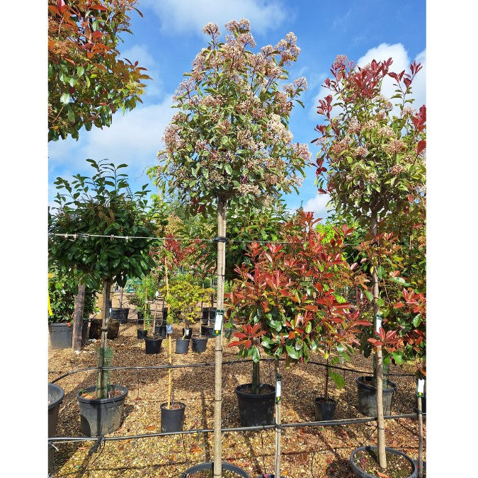 Photinia x fraseri 'Pink Marble'