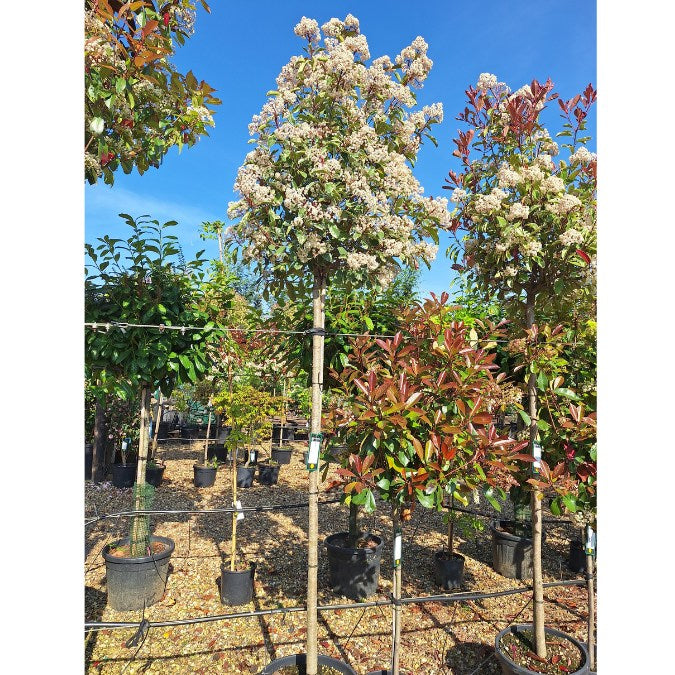 Photinia x fraseri 'Pink Marble'
