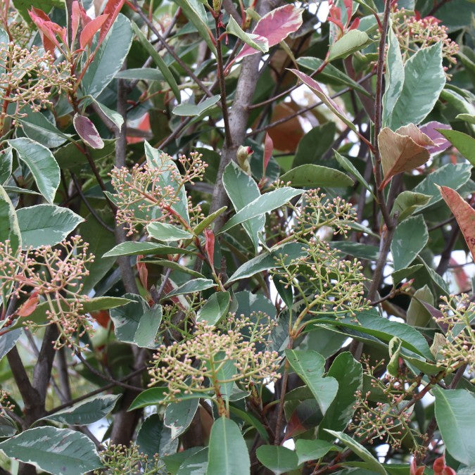 Photinia x fraseri 'Pink Marble'