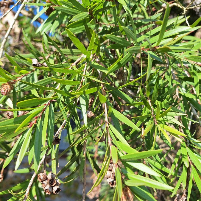 Callistemon 'Red Clusters'