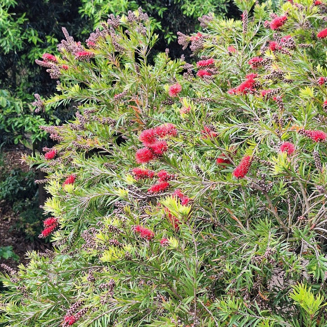 Callistemon 'Red Clusters'