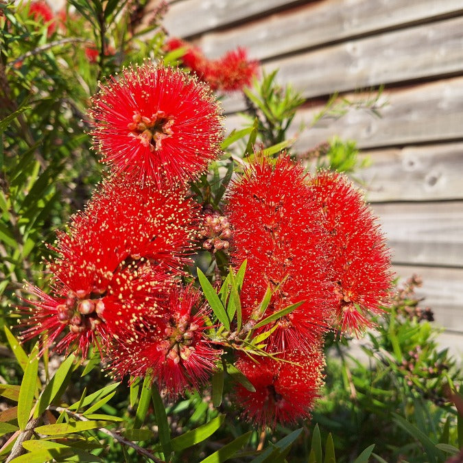 Callistemon 'Red Clusters'